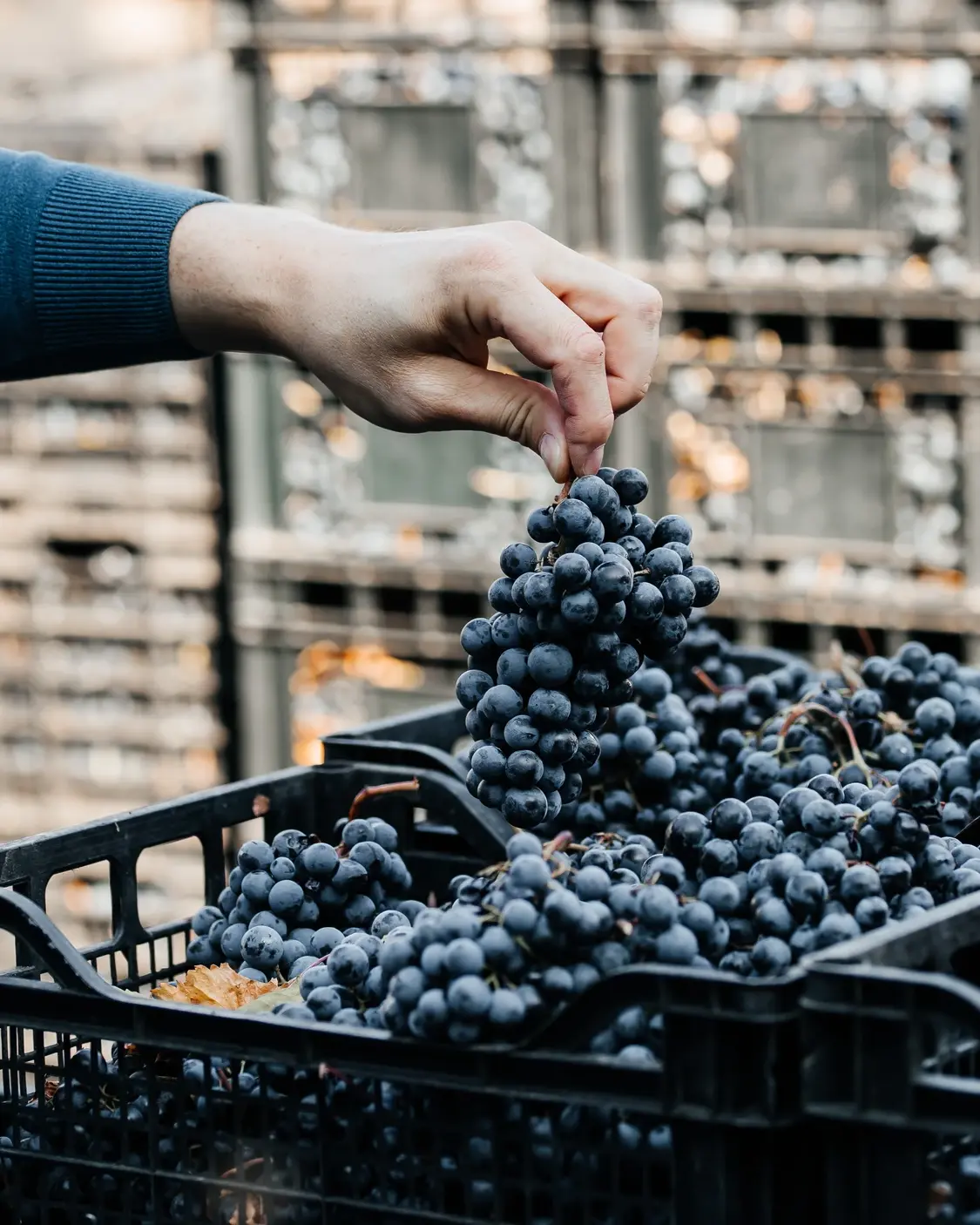 Selecting grapes. Somebody is selecting grapes for crushing.