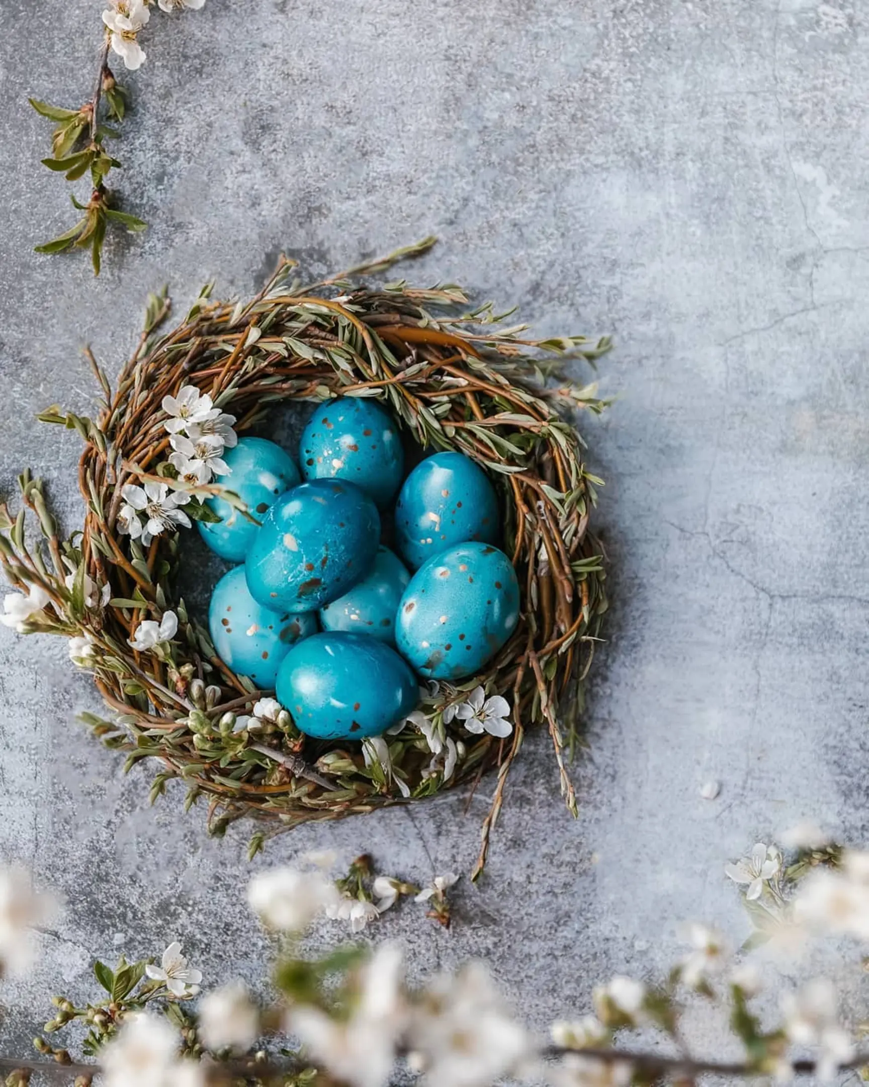 Blue-speckled eggs lie in a nest with flowers.  Blue-speckled eggs lie in a nest with flowers. Branches with flowers are visible in the foreground. The nest is on a gray-blue concrete background.