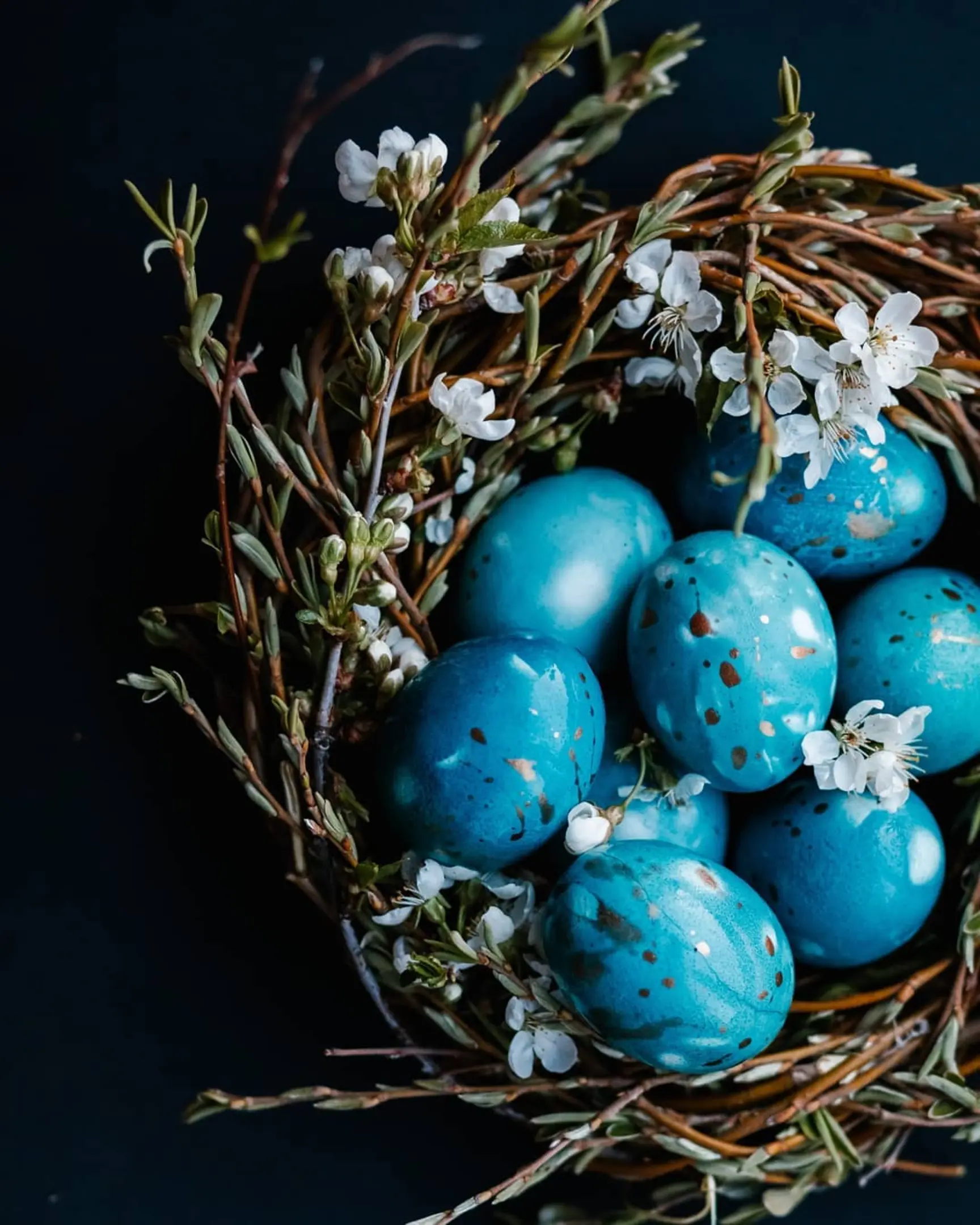 Blue-speckled eggs lie in a nest with flowers on the dark bakground. Blue-speckled eggs lie in a nest with flowers. Branches with flowers are visible in the foreground. The nest is on a dark background.